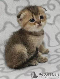 Photo №2 to announcement № 11426 for the sale of scottish fold - buy in Ukraine from nursery, breeder