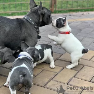 Photo №2 to announcement № 10960 for the sale of french bulldog - buy in United Kingdom private announcement