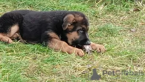 Photo №2 to announcement № 78089 for the sale of german shepherd - buy in Belarus breeder