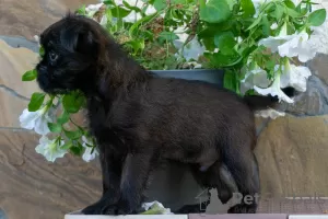 Photo №3. Wonderful baby for sale - Belgian Griffon. Russian Federation