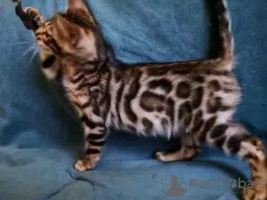 Photo №2 to announcement № 10631 for the sale of bengal cat - buy in Belarus private announcement, from nursery, breeder