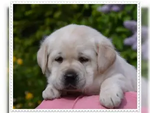 Photo №3. We have beautiful Labrador puppies of best descent in the colors yellow and. Germany