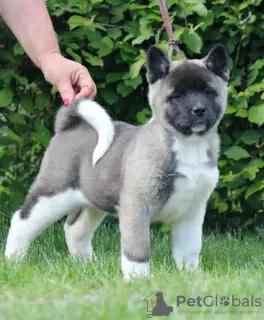 Additional photos: American Akita