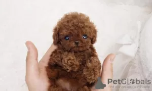 Photo №2 to announcement № 60162 for the sale of poodle (toy) - buy in Israel private announcement