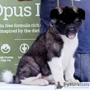 Additional photos: American Akita puppies