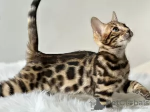 Additional photos: Gorgeous Bengal boy