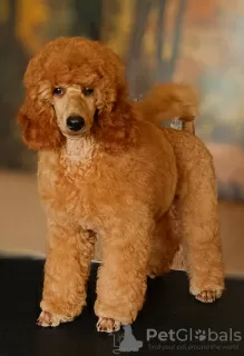 Additional photos: 2 мальчика от среднего пуделя (05 апреля 2023г.) - Two male medium poodle