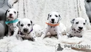 Photo №1. dalmatian dog - for sale in the city of Berlin | 400$ | Announcement № 38246