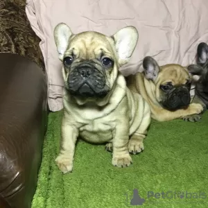 Photo №1. french bulldog - for sale in the city of Нежин | 400$ | Announcement № 8531