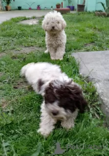 Photo №3. Lagotto Romagnolo puppies. Serbia