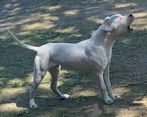 Photo №2 to announcement № 19726 for the sale of dogo argentino - buy in Russian Federation from nursery