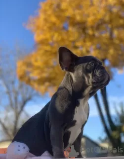 Photo №3. Boy lilak french bulldog. Ukraine