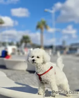 Photo №1. bichon frise - for sale in the city of Munich | 951$ | Announcement № 103845