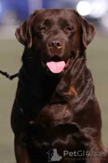 Additional photos: Club puppies of Chocolate Labrador