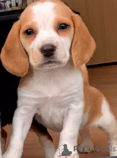 Additional photos: Beagle puppies