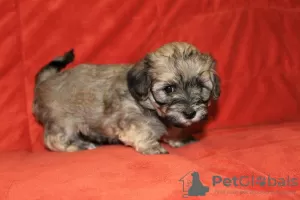 Additional photos: Havanese puppies