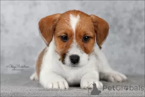 Photo №3. Jack Russell Terrier puppy. Russian Federation