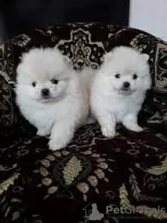 Photo №1. pomeranian - for sale in the city of Pihtipudas | 338$ | Announcement № 123455