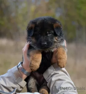 Photo №3. Very beautiful puppies, FCI docs.. Portugal