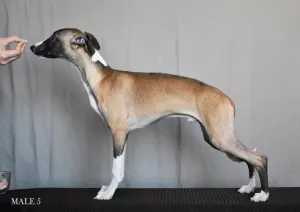 Photo №4. I will sell whippet in the city of Yeisk. from nursery - price - 637$