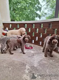 Additional photos: Lagotto Romagnolo puppies