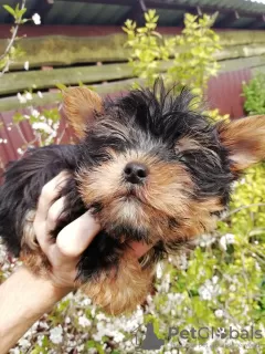 Additional photos: Yorkie baby face puppy