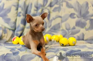 Additional photos: We offer toy terrier puppies and teenagers.