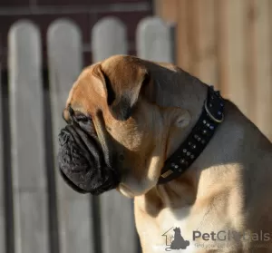 Additional photos: bullmastiff female Duchess available