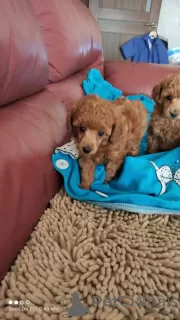 Photo №2 to announcement № 9757 for the sale of poodle (toy) - buy in Ukraine breeder