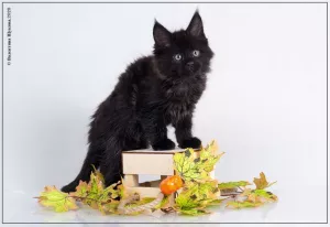 Additional photos: Maine Coon. Kittens