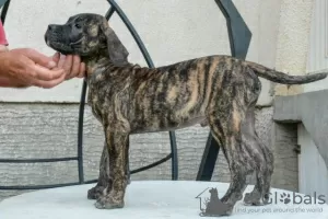 Photo №4. I will sell perro de presa canario in the city of Kragujevac.  - price - negotiated