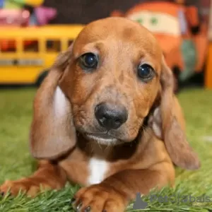 Photo №1. dachshund - for sale in the city of Iowa City | 400$ | Announcement № 111396