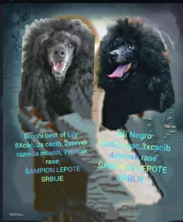 Photo №1. poodle (dwarf) - for sale in the city of Чуприя | 1268$ | Announcement № 126691