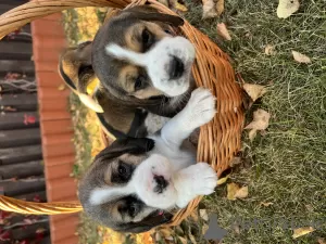 Additional photos: Elite Beagle puppies