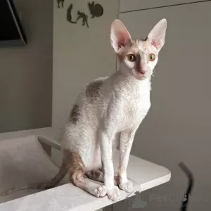 Additional photos: Cornish Rex girl, 5.5 months