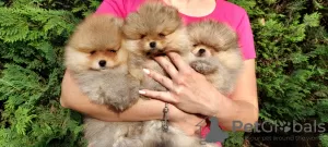 Photo №2 to announcement № 55796 for the sale of pomeranian - buy in Bosnia and Herzegovina private announcement