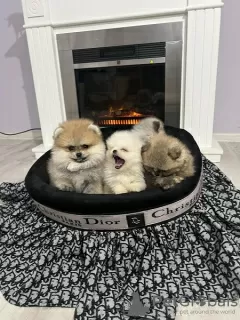 Additional photos: Pomeranian puppies