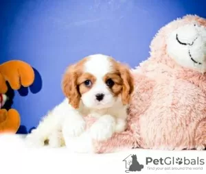 Photo №1. cavalier king charles spaniel - for sale in the city of Fribourg | 332$ | Announcement № 18767