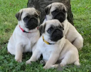 Photo №1. pug - for sale in the city of Melbourne | Is free | Announcement № 17286