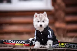 Photo №4. I will sell siberian husky in the city of Москва. private announcement - price - 400$