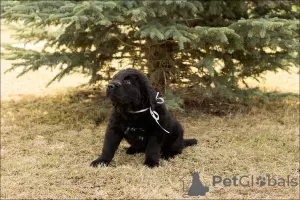 Additional photos: Puppies Khotosho (Buryat dog)