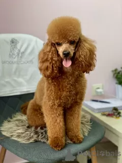 Additional photos: Red toy poodle puppies