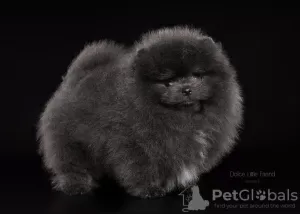 Photo №2 to announcement № 95851 for the sale of pomeranian - buy in Russian Federation from nursery