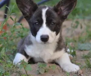 Additional photos: Welsh Corgi cardigan, puppies