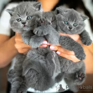 Photo №1. british shorthair - for sale in the city of Bern | negotiated | Announcement № 121745