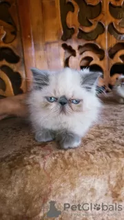 Photo №1. persian cat - for sale in the city of Kherson | 1000$ | Announcement № 11669