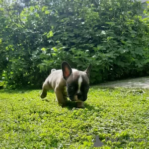 Photo №3. french bulldog puppies for sale. Russian Federation