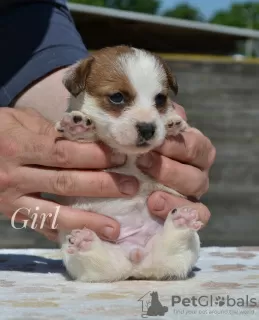 Additional photos: Jack Russell from nursery