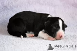 Additional photos: border collie puppies