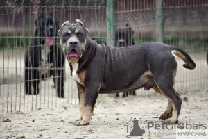 Photo №1. american bully - for sale in the city of Москва | 2025$ | Announcement № 11921